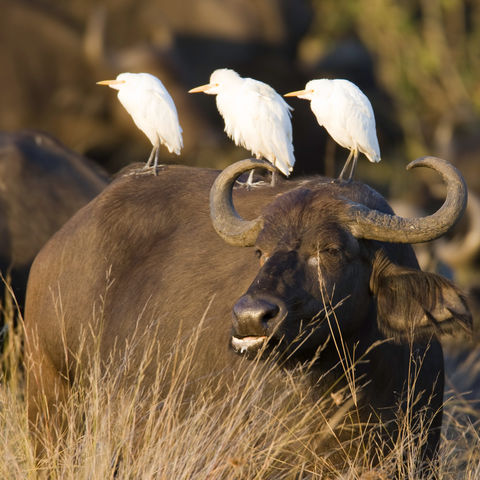 Afrikanischer Büffel im Sonnenuntergang, Botswana