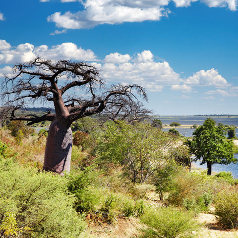 Chobe Fluss, Botswana