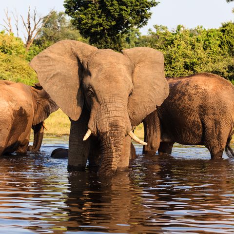 Badende Elefanten im Chobe Nationalpark, Botswana