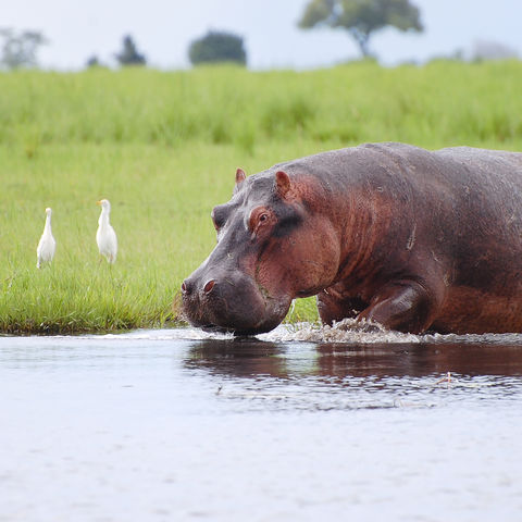 Nilpferd im Chobe Nationalpark, Botswana