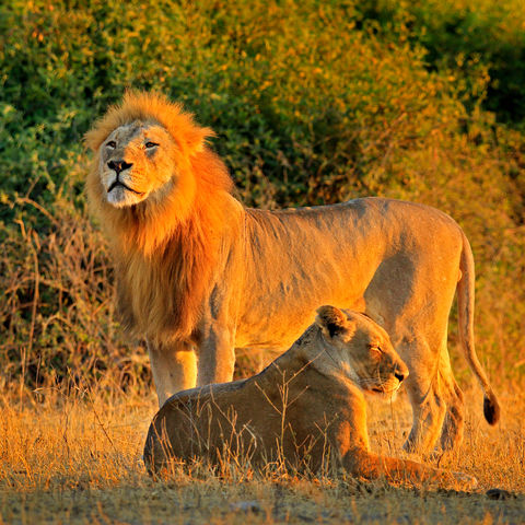 König und Königin der Savanne: Ein Löwenpärchen bei Sonnenuntergang, Chobe Nationalpark, Botswana