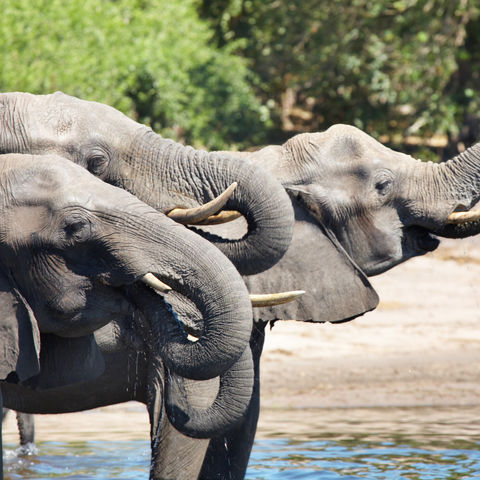 Durstige Elefanten, Botswana