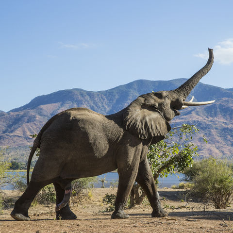 Brüllender Elefant, Botswana