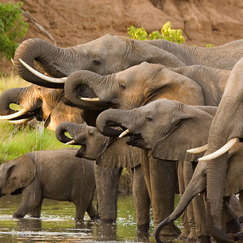 Trinkende Elefantenherde, Botswana