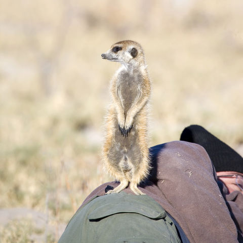 Erdmännchen verschafft sich Überblick, Botswana