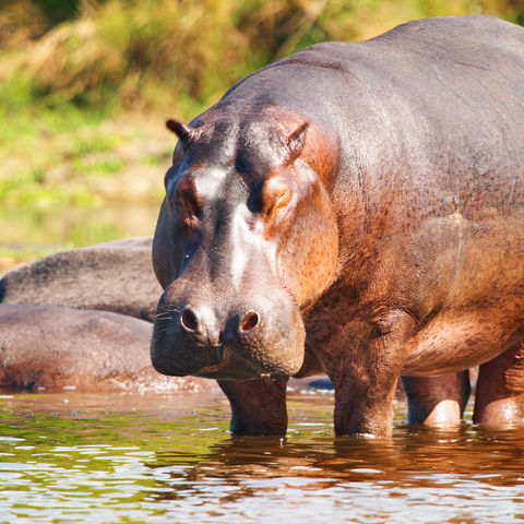 Wildes Flusspferd am Ufer stehend, Botswana