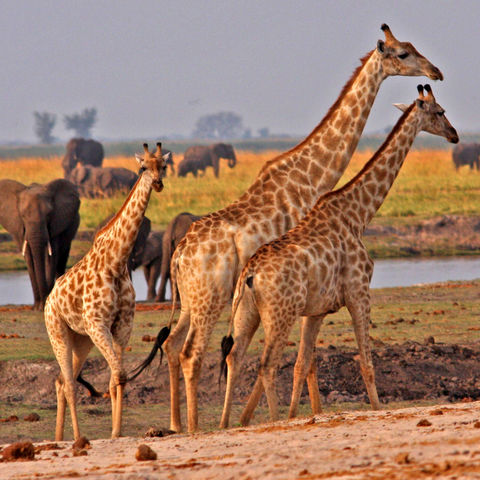 Giraffen und Elefanten © Protea, Dreamstime.com