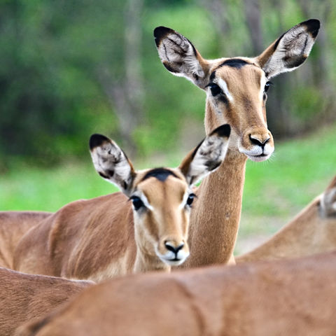 Gruppe von neugierigen Impalas, Botswana