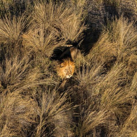 Versteckter Löwe, Botswana