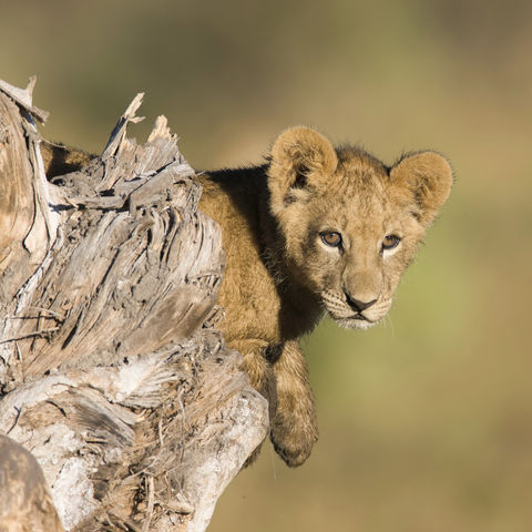 Löwenjunges im Baumstamm, Botswana