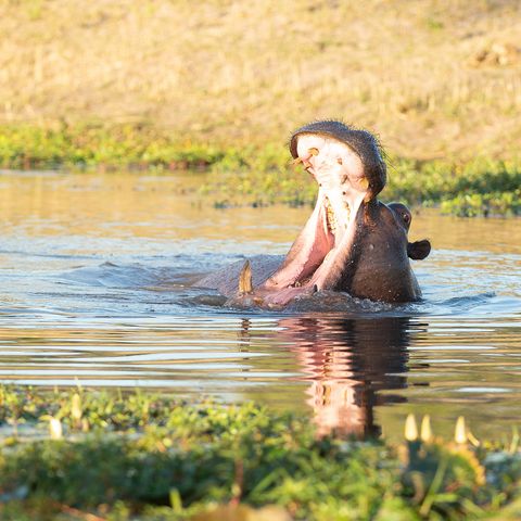 Nilpferd im Mababe Privatreservat, Botswana