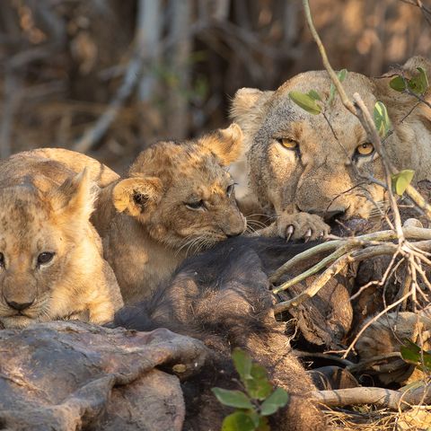 Löwenfamilie in Botswana, Botswana