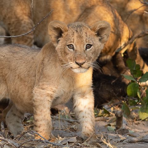Löwenjunges im Mababe Privatreservat, Botswana