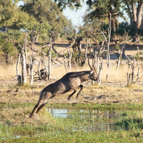 Springender Wasserbock, Botswana