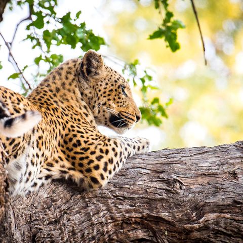 Leopard im Baum, Botswana
