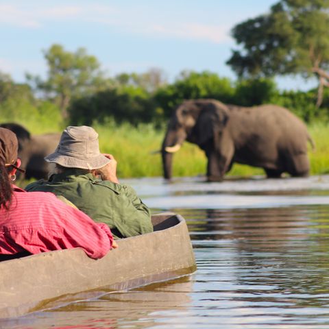 Elefant im Okavango Delta, Botswana