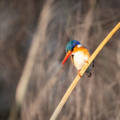 Farbenfroher Vogel im Okavango Delta, Botswana