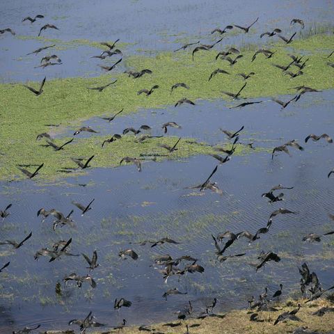 Vogelschar im Okavangodelta, Botswana