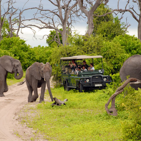 Den Dickhäutern ganz nah: auf Pirschfahrt durchs Tierparadies, Botswana