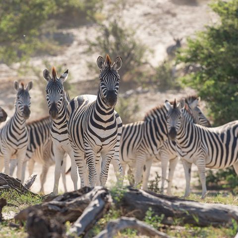 Zebragruppe, Botswana