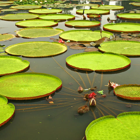 Gigantische Seerosenpflanzen in der Nähe von Manaus, Brasilien