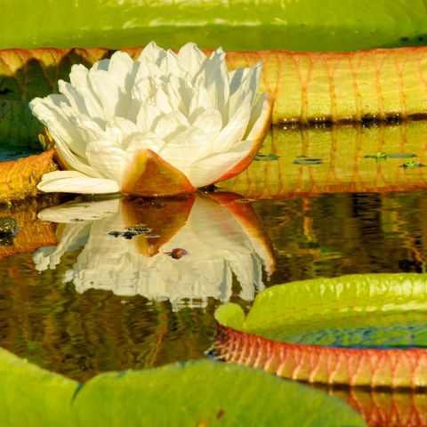 Große Seerose, Brasilien