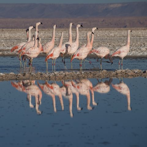 Flamingos in der Laguna Chaxa, Chile