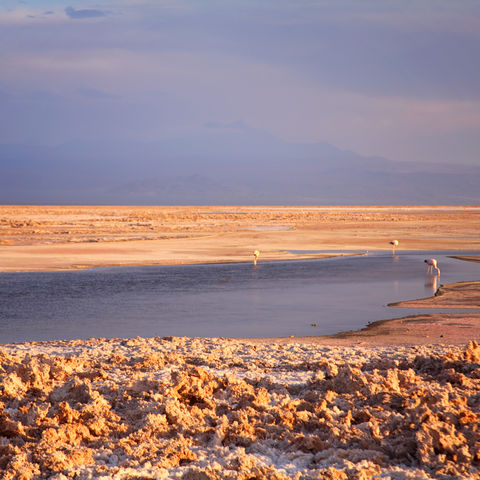 Salzsteine und Flamingos in der Atacama-Wüste, Chile