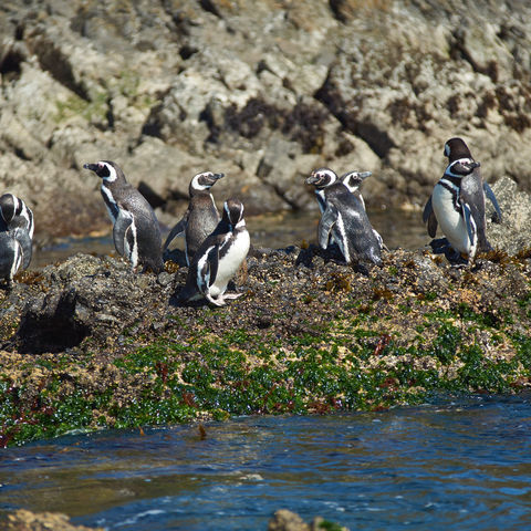 Magellan-Pinguine auf Chiloé, Chile