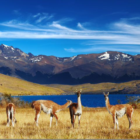 Die beste Aussicht der Welt haben diese Guanakos vor der Laguna Azul mit Blick auf die drei Granitnadeln der Torres del Paine, Chile