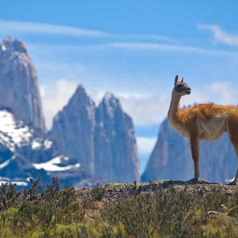 Guanako auf einem Berg im Torres del Paine Nationalpark, Chile