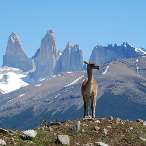 Guanako im Torres del Paine Nationalpark, Chile