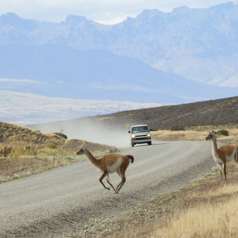 Guanakos überqueren Straße im Torres del Paine Nationalpark, Chile