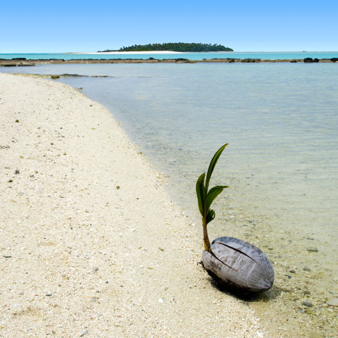 Kokosnuss sprießt auf der One Foot Island in der Aitutaki Lagune, Cook Inseln