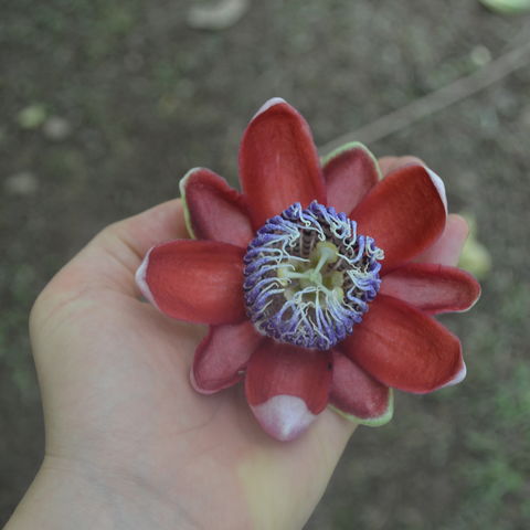 Exotische Blüte, Costa Rica