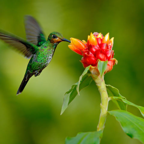 Grüner Kolibri an einer Blüte, Costa Rica