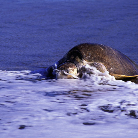 Meeresschildkröte am Strand im Wasser, Costa Rica