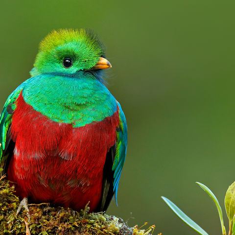 Der sagenumwobene Quetzal, Costa Rica