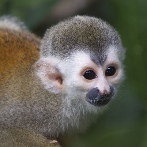 Kleiner Totenkopfaffe, Costa Rica