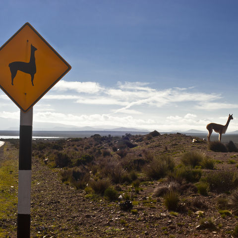 Ein wildes Vicuña in den Anden, Ecuador