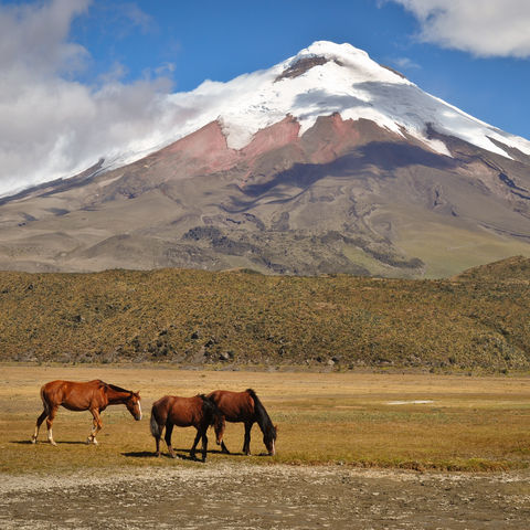 Wildpferde vor dem Cotopaxi Vulkan, Ecuador