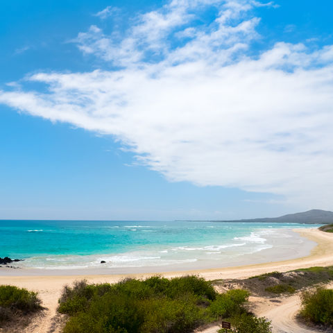 Ein Strandtag auf der Galápagos Insel Isabela, Ecuador