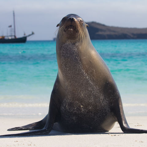 Ein Seelöwe der am Strand die Sonne genießt, Ecuador