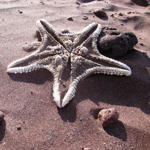 Ein Seestern auf den Galapagos, Ecuador