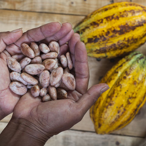 Kakaobohnen und -früchte, Ecuador