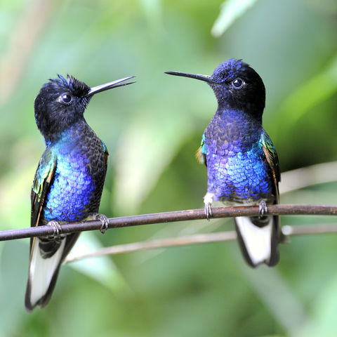 Zwei farbig leuchtende Kolibri in einem Nationalpark, Ecuador