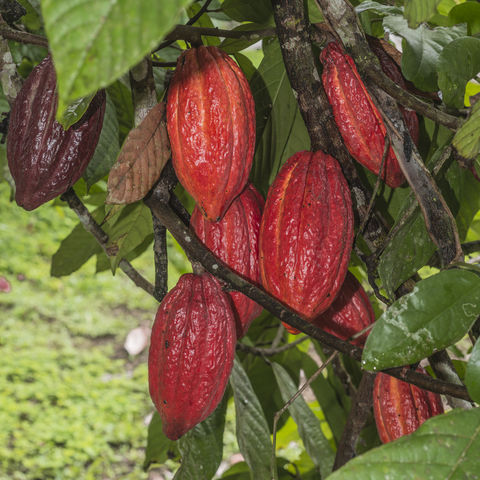 Kakaofrüchte auf einer Plantage, Ecuador