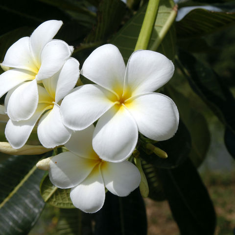 Weiße Blume, Fiji