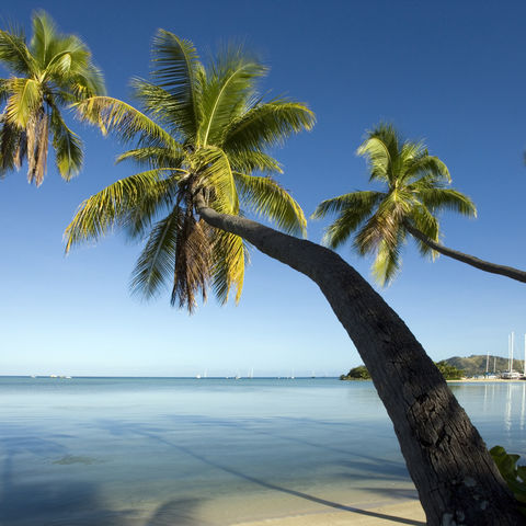 Palmen direkt am Wasser, Fiji