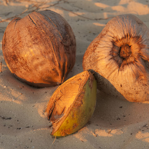 Kokosnüsse im Sand, Fiji